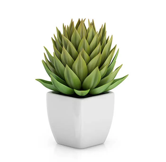 Eco Ocean Jasmine Plant