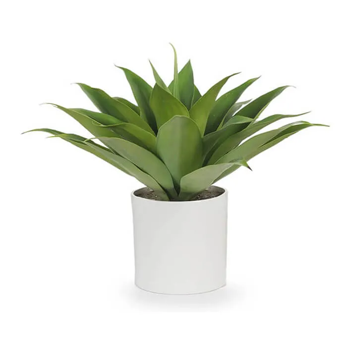 Biotech Garden Jade Plant