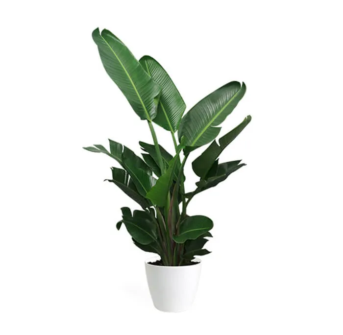 Biotech Garden Jade Plant